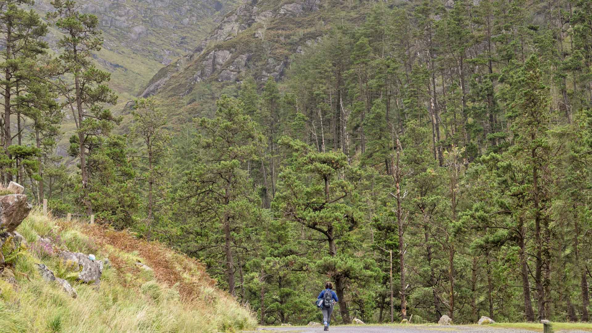 a person walking on a road with trees in the background