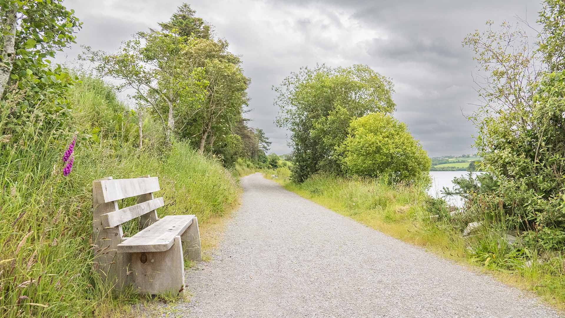 a path with trees and a body of water