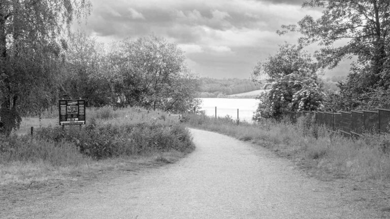 a path with trees and a body of water