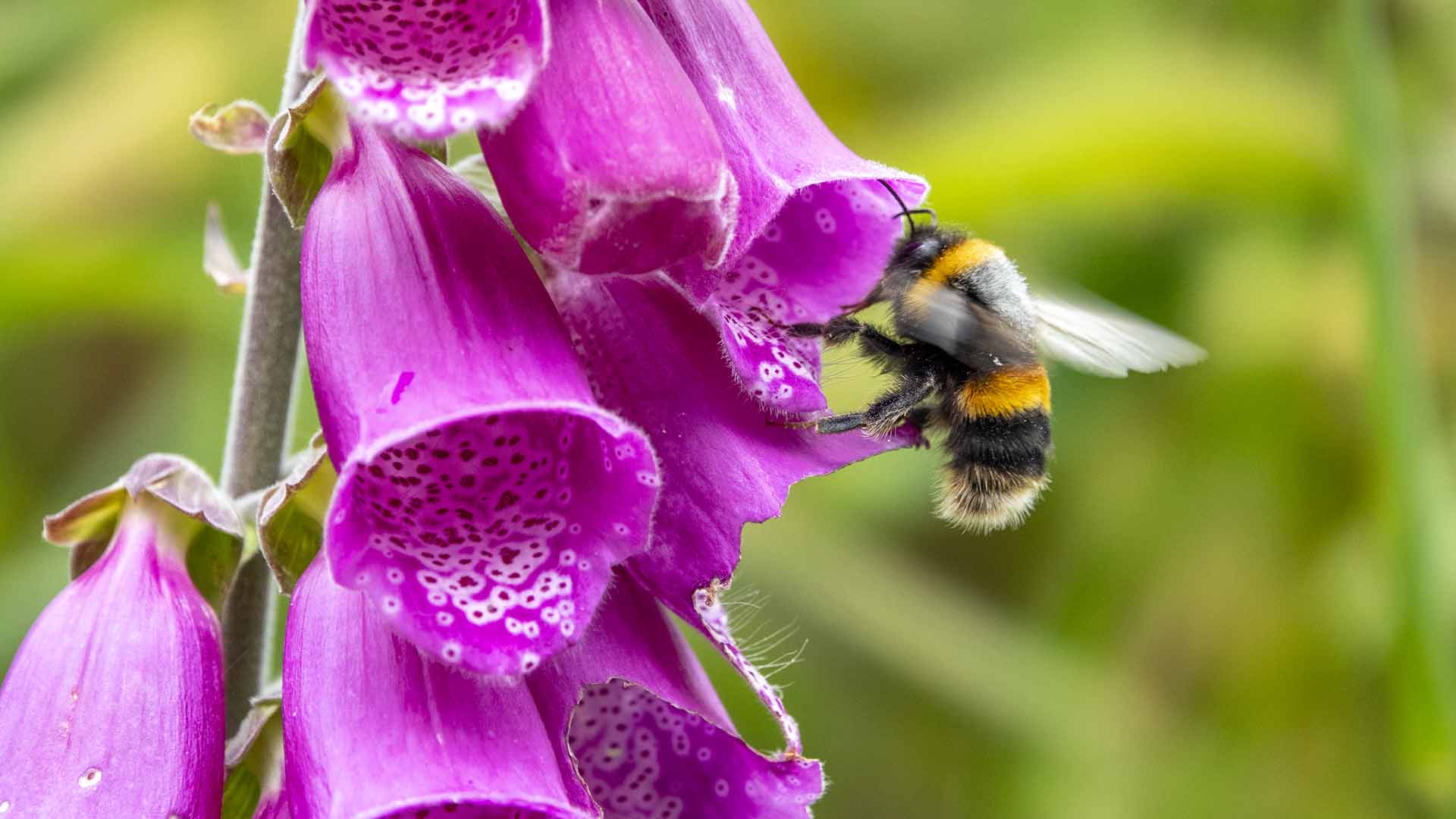 a bee on a purple flower