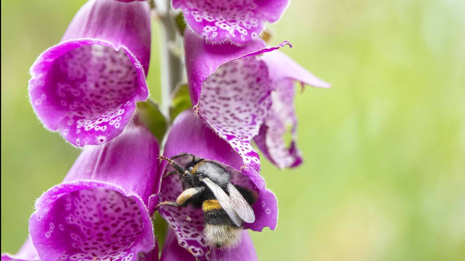 a bee on a purple flower