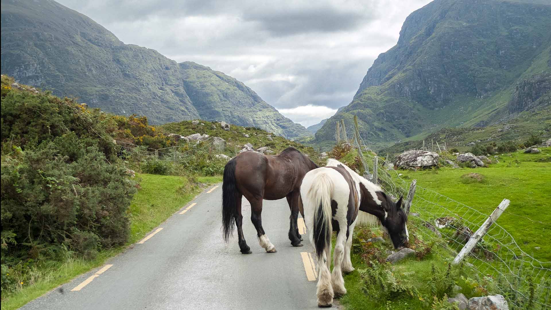 two horses on a road