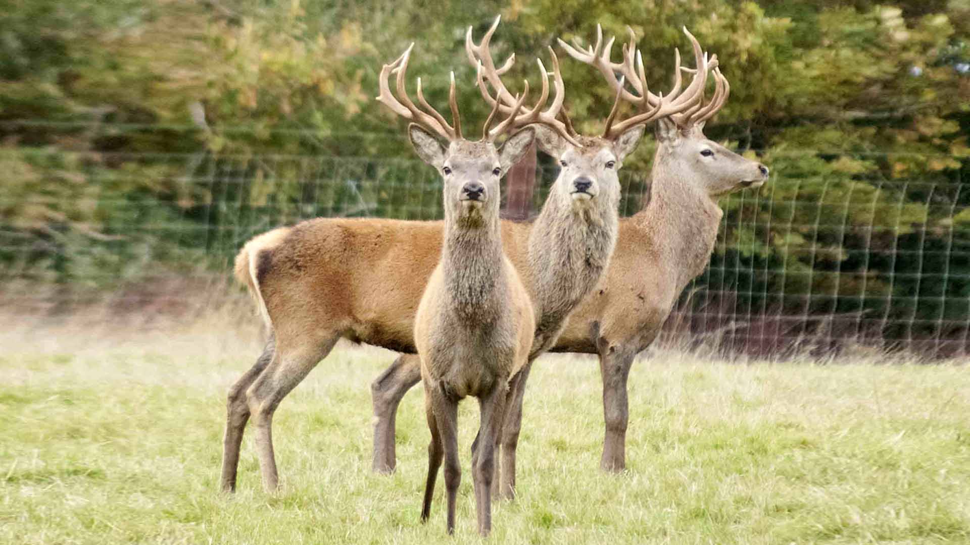 Wildlife at Donerail Park Co Cork Ireland