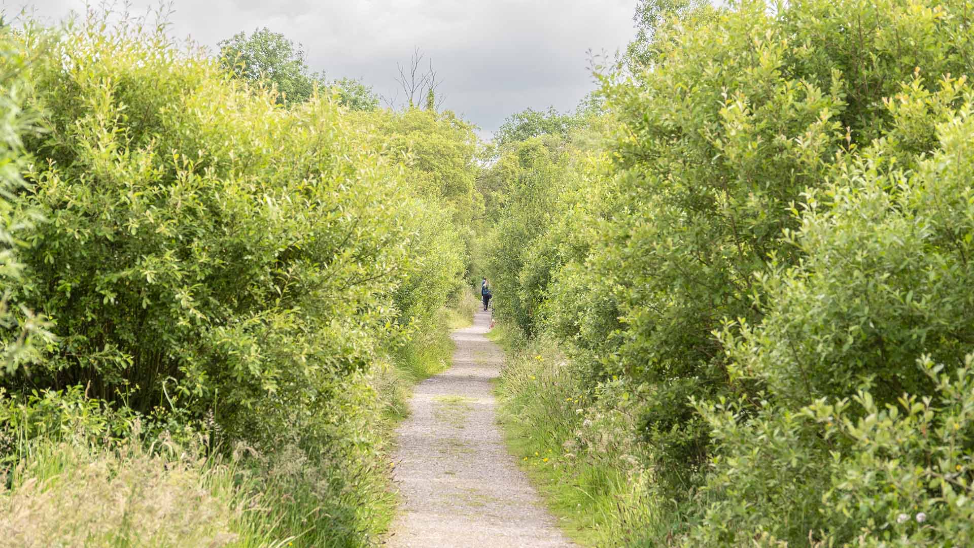 The Gearagh Co Cork