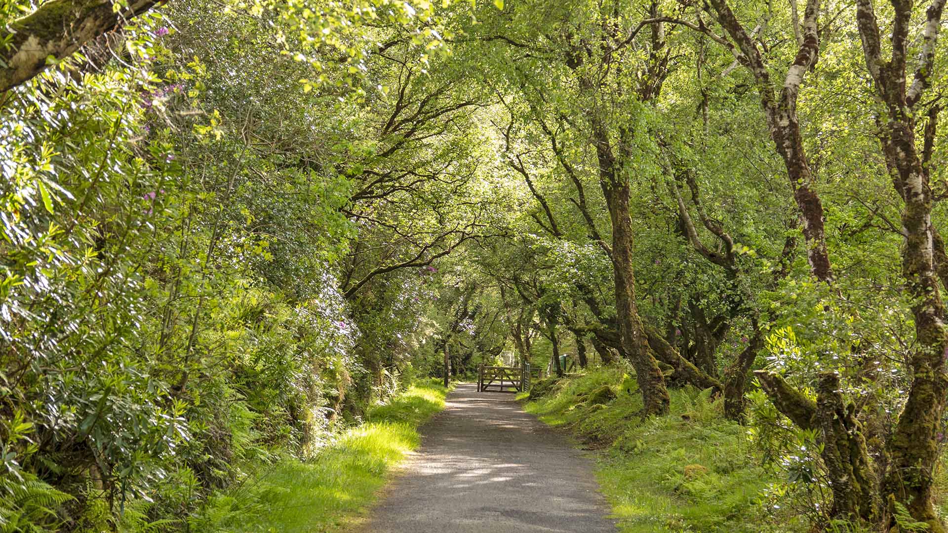 a path with trees and grass